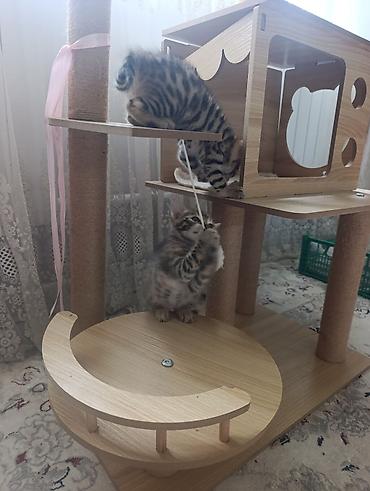 green lion: Котята бенгальской породы 2 месяца — 6
