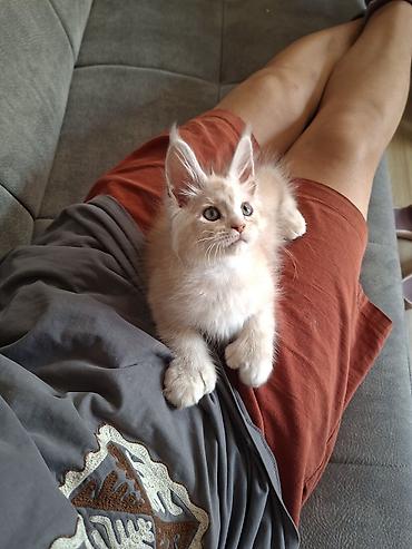 котёнок без породы: 🐾 Эксклюзивный мальчик полидакт в поисках достойных хозяев — 2
