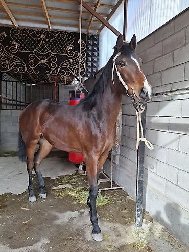 Лошади, кони: Продаю | Кобыла (самка) | Английская — 8