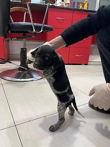 İtlər: Peyvəndli — 4