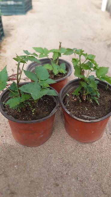 Другие виды семян и саженцев: Натчез Ежевика безшипная Рассада в горшках ЗКС Саженцы в наличии и — 10