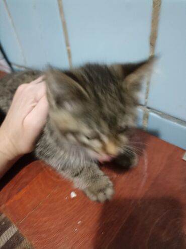 Продажа кошек: Котята . отдам в хорошие руки. - На фото — помет из трёх котят: два — 5