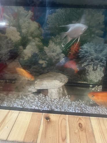 akvarium qiymetleri: Dördbucaq akvarium, Balıqlarla birlikdə, 100 l, Ödənişli çatdırılma — 4