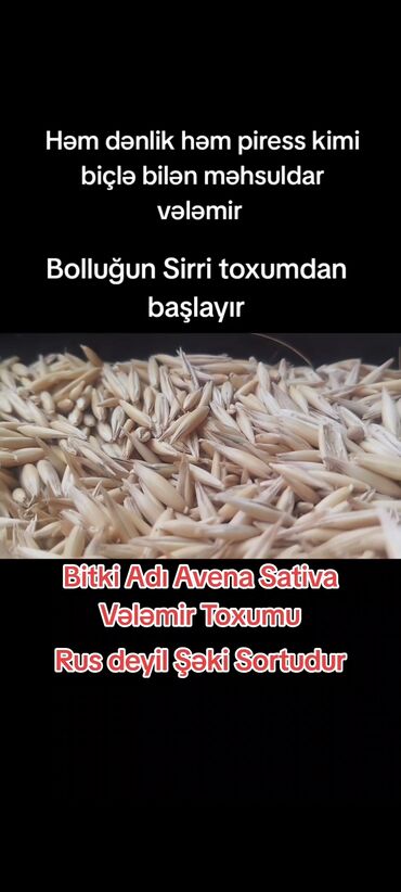 автокресла с изофикс: Toxumluq Vələmir AGRO Texniki Qaydalarla Yetişdirlmiş Doyumlu Toxum
