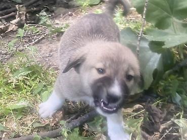 İtlər: 1 ay, Erkek, Peyvəndli, Ödənişli çatdırılma — 1