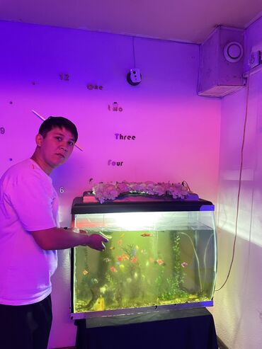 аквариум для рыбы: Срочно срочно деньги нужны Аквариум За15000сом покупали 2 фильтра