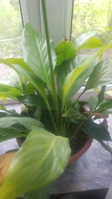 прием пэт: Спатифиллум (Spathiphyllum) в горшке - Комнатное растение с крупными — 1