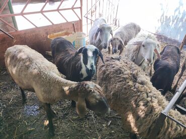 купить курдючного барана: Продаю | Овца (самка), Ягненок, Баран (самец) | На забой, Для разведения