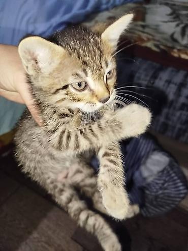 Мышыктар: Котята домашние, короткошёрстные. - Окрас: тигровые табби и — 4