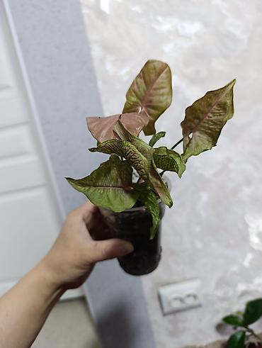 Сингониумы: Распродажа сортовых и редких комнатных растений, цены и названия — 11