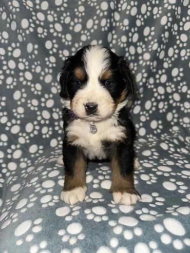 Psi: Štenci bernskog planinskog psa - Rasa: bernski planinski pas (Bernese — 3