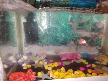 akvarium satisi: Akvarium baliq hava filteri rengli daslar ulduzlarla hamisi birlikde