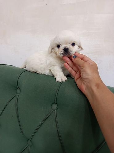 pekines satisi: Pekines — 6