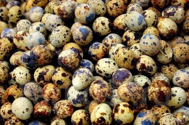 яйцо в Кыргызстан | МОЛОЧНЫЕ ПРОДУКТЫ И ЯЙЦА: Яйцо перепелок (БОДОНО ) домашние Цена 5сом шт Также есть яйцо для