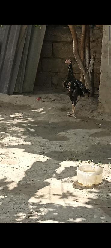 hind quslari: 4 ayndad şər yazmaqa Etyac yoxdu Atasnın döyüş vidyosu var - Uzun — 5