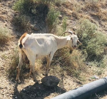 Digər kənd təsərrüfatı heyvanları: Cəmisi 16 sani keçisidir onlardan 6 tısı erkek 10 dişi hal hazırda — 8