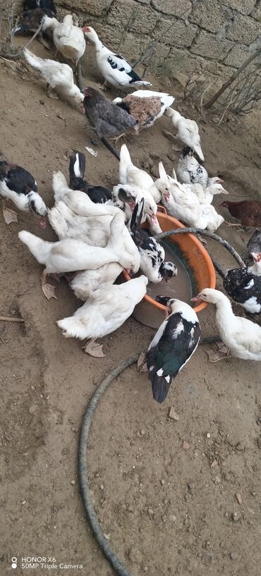 Ördəklər: Məhsul: Muskovi (Hind) ördəkləri – müxtəlif rənglərdə sürü Təsvir: - — 16