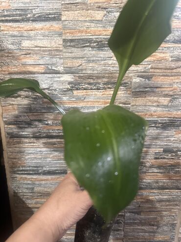 Другие комнатные растения: Комнатные растения — 15