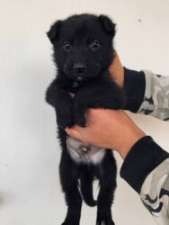 маленький собака: Чыгыш Европа овчаркасы, 1 айлык, Эркек