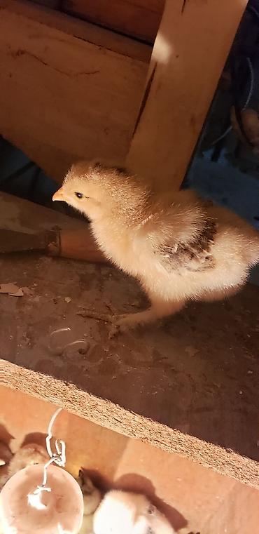 Куры, петухи: Продаю | Цыплята | Для разведения — 15