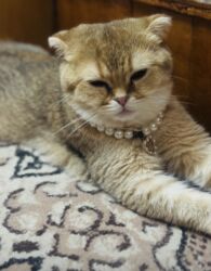 Pişiklər: Britan -da lalafo.az — 6 Pişiklər: Britan — 6