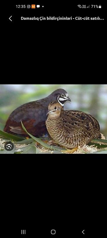 xoruz gence: Damazlıq Çin bildirçinləri – cüt-cüt - Növ: Çin (Button/King quail — 1