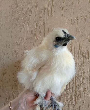 куры домашние купить: Предлагаютcя к пpoдaже цыплята китайскoй шелкoвой курицы. Это