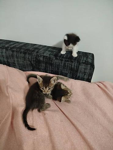 Мышыктар: Котята домашние, короткошёрстные. - Окрас: тигровые табби и — 2