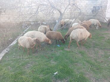 Qoyunlar, qoçlar: Məhsul: Qoyun sürüsü ana bala heyvanlardlr.icinde qocda var.hamlsl — 3