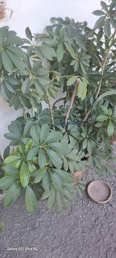Комнатные растения: Шефлера (Schefflera arboricola) в горшках - Кустовые растения с — 3