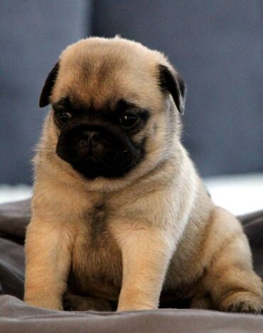 Psi: Na prodaju štenci mopsa, pažljivo vakcinisani i očišćeni od parazita — 12