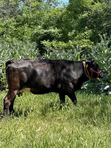 швец корова: Продаю | Корова (самка) | Алатауская | Для молока | Племенные, Стельные, Искусственник