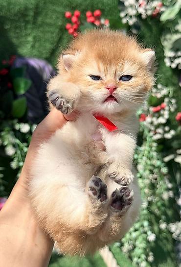 Pişiklər: Britan — 10