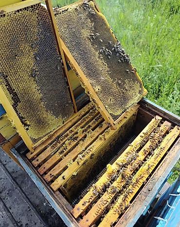 куриные спинки: Продам оптом и розница ИК полевой (эспарцет) — 4