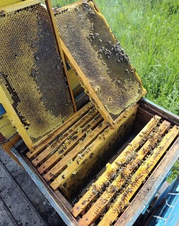 салют цена бишкек: Продам полевой мёд оптом (Тюп) 46 вёдер. Пишите на вотцап