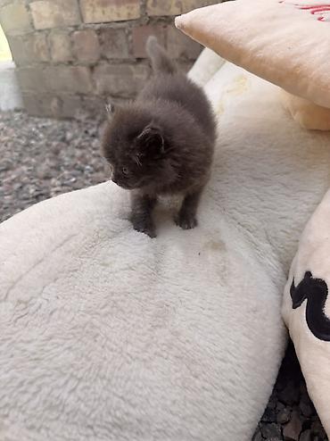 Отдам даром кошку: 1 месяц, Девочка, Метис at lalafo.kg — 18 Отдам даром кошку: 1 месяц, Девочка, Метис — 18