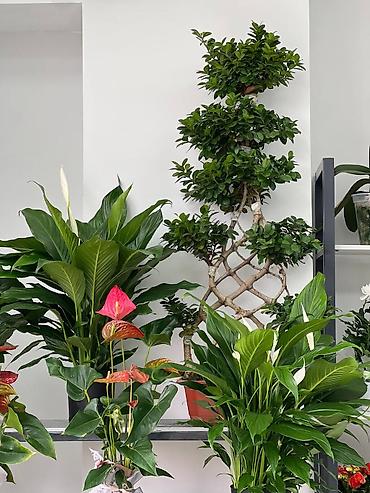 Другие комнатные растения: ПРОДАЮ КОМНАТНЫЕ РАСТЕНИЯ! 🌱 Бамбук — 3000 сом 🌳 Бонсай — 4100 сом 🌳 — 2