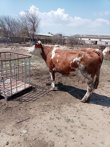 Inəklər, öküzlər: Südlük inək – 4 baş - Cins: qarışıq südlük (qara-ağ və ağ-qəhvəyi — 6