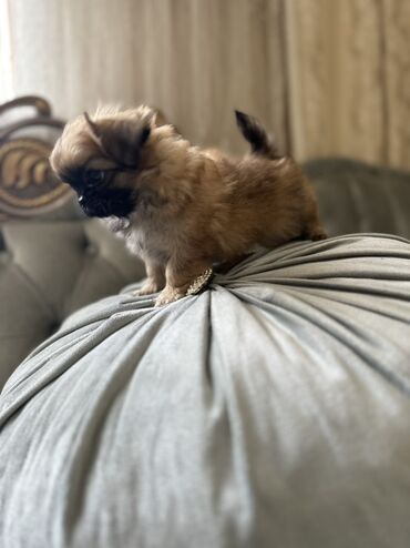 şirin it adları: Pekines, 2 ay, Erkek