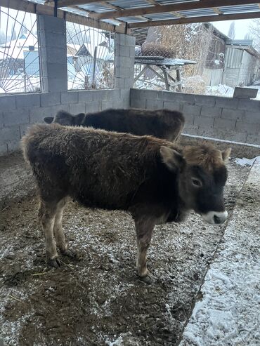 Коровы, быки: Продаю | Тёлка | На откорм, Для разведения, Для молока — 7