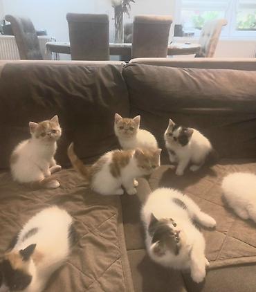 Mačke: Na prodaju mačići persijske egzotične (Exotic Shorthair) rase. Vrlo na lalafo.rs — 12 Mačke: Na prodaju mačići persijske egzotične (Exotic Shorthair) rase. Vrlo — 12