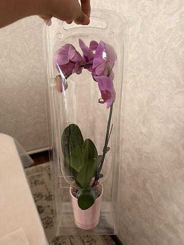 хищное растение: Комнатные растения в горшках. 1) Антуриум (крупный куст)-400 с 2) — 3