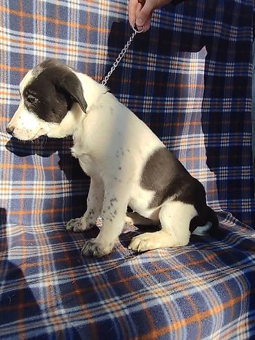 Продажа собак: Ищем дом щенкам. Дважды привиты,имеют ветеринарные паспорта. Есть — 12