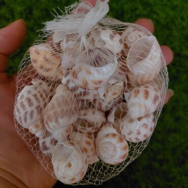 Akvarium ücun dekor daşlar rakuşkalar. her bir kise 3azn