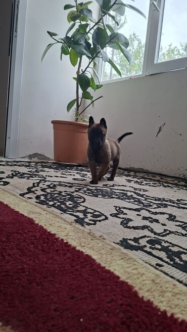 İtlər: Belçika çoban iti, 1 ay, Dişi, Pulsuz çatdırılma — 7