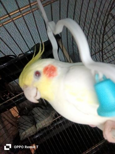 породистые котята в добрые руки: Nimf paraketləri (Cockatiel) – 2 ədəd Məlumat: - Növ: Nimfa