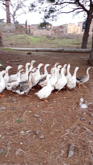 Qazlar: Erkək, | Linda, Damazlıq, Ünvandan götürmə — 8