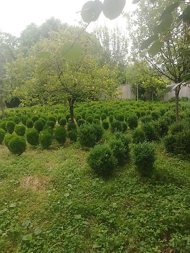 sakura agaci: Dekarativ agaclar.balaken rayonundadir.bakiya çatdirilma — 2