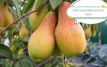 Şitillər: Salam Güllər Rusiyada gelib xarici gülldü nömrədə whatsapp var — 27