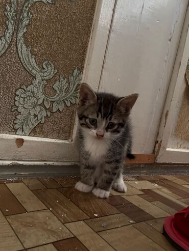 pişik ucun ev: Tabbi, Yaxşı əllərə